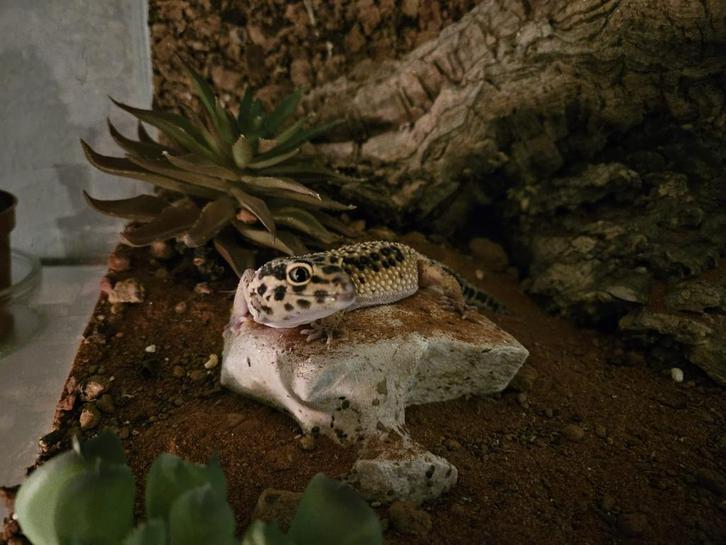 Mooie tamme gekko te koop met verblijf!, Dieren en Toebehoren, Reptielen en Amfibieën