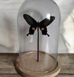 Vlinder in Stolp - Echt Glas, Verzamelen, Dierenverzamelingen, Ophalen of Verzenden, Nieuw, Insect, Opgezet dier
