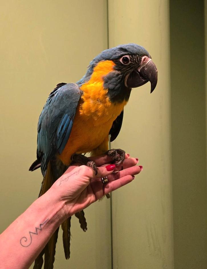 Tamme Blauwkeel ara's, Dieren en Toebehoren, Vogels | Parkieten en Papegaaien, Papegaai, Meerdere dieren