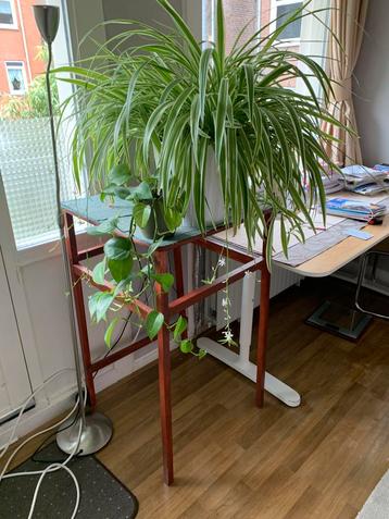Grote plantentafel. 56 cmx 56 x 97 beschikbaar voor biedingen
