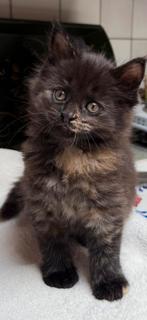 MOEDER VAN KITTENS IS XL MAINE COON + STAMBOOM + RUSSISCH, Dieren en Toebehoren, Meerdere dieren, Met stamboom