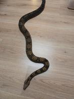 Volwassen koppel wildkleur boa's poss albino en poss leopard, Slang