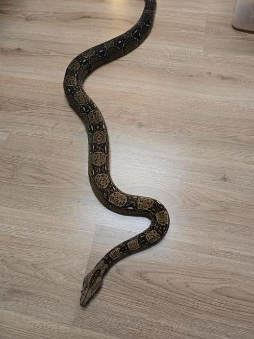 Volwassen koppel wildkleur boa's poss albino en poss leopard, Dieren en Toebehoren, Reptielen en Amfibieën, Slang