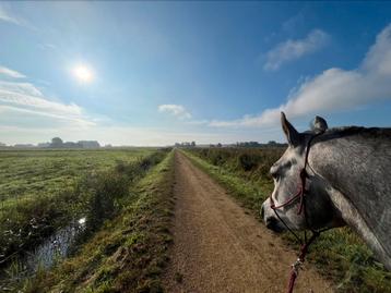 Bijbaantje tussen de paarden! Mesthulp/scholier gezocht! beschikbaar voor biedingen