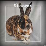 Prachtig raszuiver koningsmantel kleinrex rammetje, Dieren en Toebehoren, Konijnen, Mannelijk, Klein, 0 tot 2 jaar