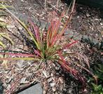 Grassen, Tuin en Terras, Planten | Tuinplanten, Ophalen, Zomer, Volle zon