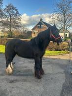 Super kinderlijk makke tinker, Dieren en Toebehoren, Merrie, Minder dan 160 cm, Niet van toepassing, Gechipt
