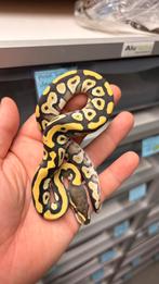 0.1 Mojave desert ghost ball python, Dieren en Toebehoren, Reptielen en Amfibieën, Slang, 0 tot 2 jaar