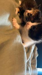 Kittens., Dieren en Toebehoren, Katten en Kittens | Raskatten | Korthaar, Kater