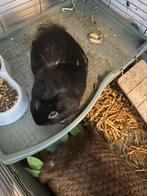 Cavia man, Dieren en Toebehoren, Knaagdieren, Mannelijk, Tam, Maart, Cavia
