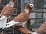 Oud-Hollandse kapucijn | Mooie koppels | Passend advies, Meerdere dieren, Kip