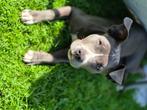 🩵🩷Blauwe Engelse Stafford pups uit liefdevol nest🩷💙, Dieren en Toebehoren, Honden | Jack Russells en Terriërs, Rabiës (hondsdolheid)