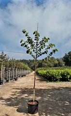 Bauhinia galpinii🌳🌸 ❗️New❗️, Tuin en Terras, Planten | Bomen, Overige soorten, Minder dan 100 cm, Zomer, Ophalen
