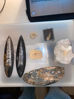 Fossielen Collectie - Inktvis, Vis, Tand, Haai, Mammoet, Ophalen of Verzenden, Fossiel