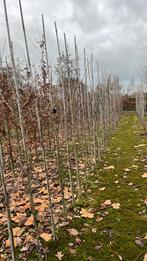 Lijsterbes bomen  sorbus, Tuin en Terras, Planten | Bomen, Lente, Overige soorten, 250 tot 400 cm, Ophalen of Verzenden