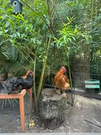 4 kriel haantjes, Dieren en Toebehoren, Pluimvee, Mannelijk, Kip