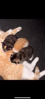 Kittens te koop, Dieren en Toebehoren, Katten en Kittens | Overige Katten, Meerdere dieren, Langharig, 0 tot 2 jaar
