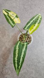 Schismatoglottis Wallichii Variegata, Ophalen of Verzenden, Halfschaduw, Minder dan 100 cm