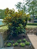 grootbloemige Japanse magnolia, Tuin en Terras, Ophalen, Lente, Volle zon, Overige soorten
