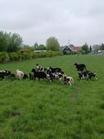 Fok schapen te koop, Dieren en Toebehoren, Schapen, Geiten en Varkens, Vrouwelijk, Schaap, 3 tot 5 jaar