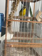 mozambique sijzen en edelzangers, Meerdere dieren, Tropenvogel, Geringd