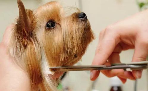 Gezocht naar honden voor mijn examen 1 November, Dieren en Toebehoren, Honden-accessoires, Ophalen