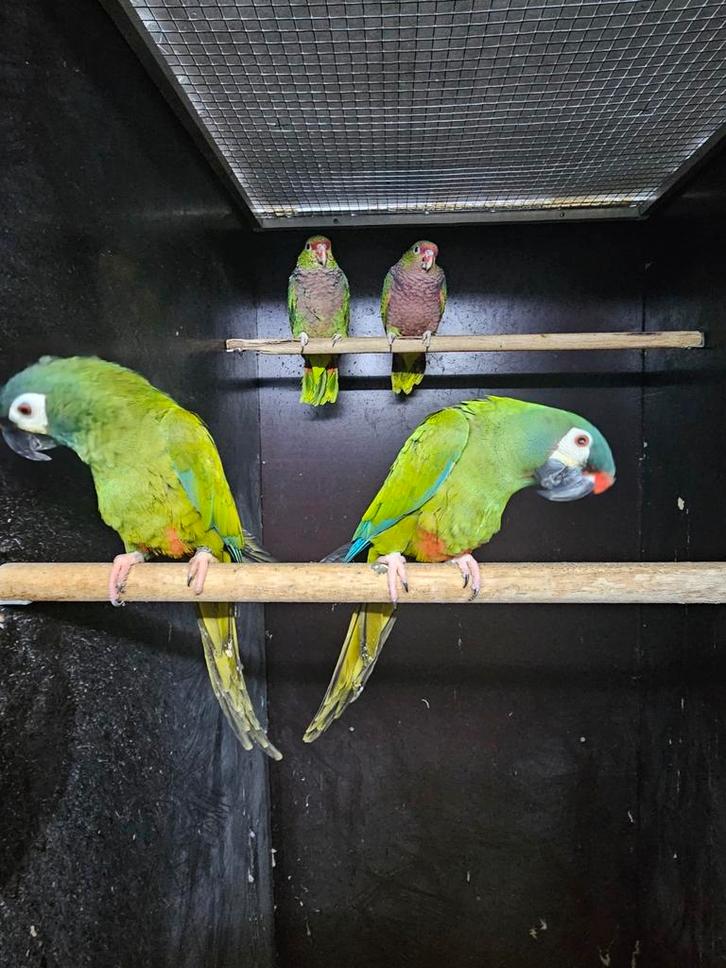 Te koop diverse papegaaien en parkieten zie advertentie, Dieren en Toebehoren, Vogels | Parkieten en Papegaaien, Parkiet, Meerdere dieren