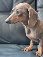 Kaninchen teckel teef, Dieren en Toebehoren, Honden | Teckels en Dashonden, Kaninchen, Rabiës (hondsdolheid), 1 tot 2 jaar, Korthaar