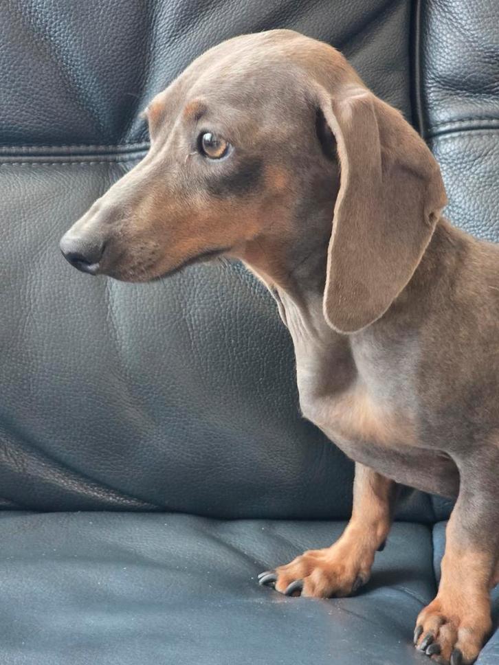 Kaninchen teckel teef, Dieren en Toebehoren, Honden | Teckels en Dashonden, Teef, Korthaar, Kaninchen, Particulier, Eén hond, Nederland