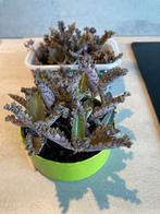 Bommenwerper, Kalanchoë Daigremontiana, Mother of Thousands, Ophalen, Vetplant, Halfschaduw, In pot