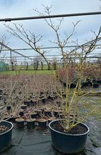 Cornus Venus in pot, Overige soorten, Lente, 100 tot 250 cm, Ophalen