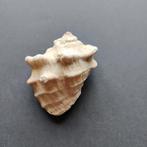 Schelpen - Neorapana muricata, Ophalen of Verzenden, Schelp(en)