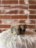 Mini lop hangoor konijntjes 4 weken oud, Dieren en Toebehoren, Konijnen, Meerdere dieren, Dwerg