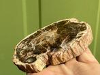 Versteend hout schijf plak dubbel gepolijst mineralen, Ophalen of Verzenden, Mineraal