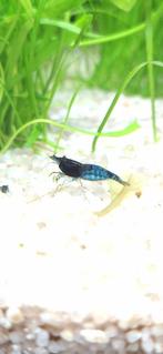 garnalen kleuren mix neocaridina mix, Kreeft, Krab of Garnaal, Zoetwatervis, Schoolvis