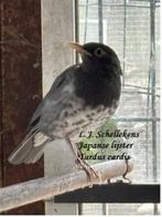 Japanse lijster Turdus cardis, Dieren en Toebehoren, Vogels | Overige Vogels, Mannelijk, Tropenvogel, Geringd