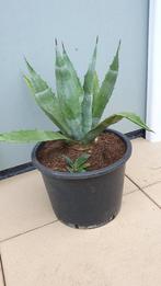 Agaves, Volle zon, Vaste plant, Bloeit niet, Ophalen