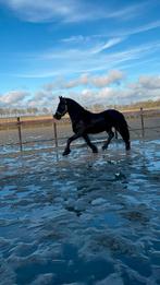 Te lease aangeboden – Lieve Friese merrie (16 jaar), Ophalen, Nieuw, Dressuur