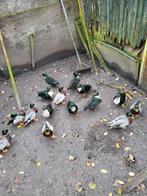 Kwakers, Mannelijk, Eend