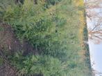 Thuja frieslandia, Verzenden, Conifeer, 100 tot 250 cm