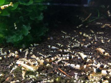 Crystal Black garnaaltjes (A-gradatie en hoger) beschikbaar voor biedingen