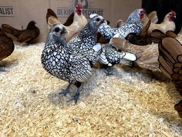 Jonge tamme Sebright krielkippen gesekst en ingeënt   beschikbaar voor biedingen