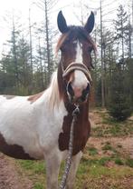 R+ FORCE FREE verzorger/trainer/bijrijder gezocht