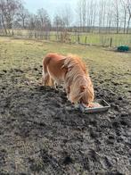 Fraaie Shetland hengst, een vos met fraaie afstamming, Met stamboom, Niet van toepassing, Hengst, A pony (tot 1.17m)