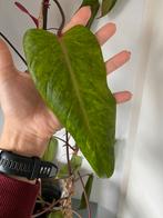 Philodendron Painted Lady Stekje, Huis en Inrichting, Kamerplanten, Overige soorten, In pot, Minder dan 100 cm, Groene kamerplant