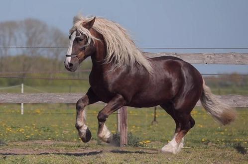 Schwarzwälder dekhengsten ter dekking, Dieren en Toebehoren, Paarden en Pony's | Dekhengsten en Fokmerries, Hengst