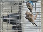 Parva putter poppen, Dieren en Toebehoren, Vogels | Overige Vogels, Vrouwelijk, Wildzangvogel, Geringd