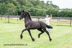 Friese merries te koop, Dieren en Toebehoren, Merrie, Recreatiepaard, Met stamboom, 0 tot 2 jaar