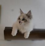 Siberische kittens met stamboom., Dieren en Toebehoren, Katten en Kittens | Raskatten | Langhaar, Meerdere dieren, Gechipt, 0 tot 2 jaar