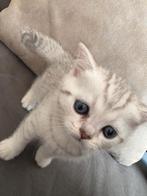 Britse Korthaar kittens – 1 jongen & 3 meisjes – geënt, zind, Dieren en Toebehoren, Meerdere dieren, Ontwormd, 0 tot 2 jaar